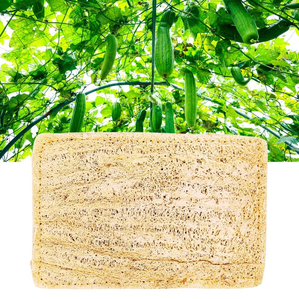 Natural Sun-Dried Loofah