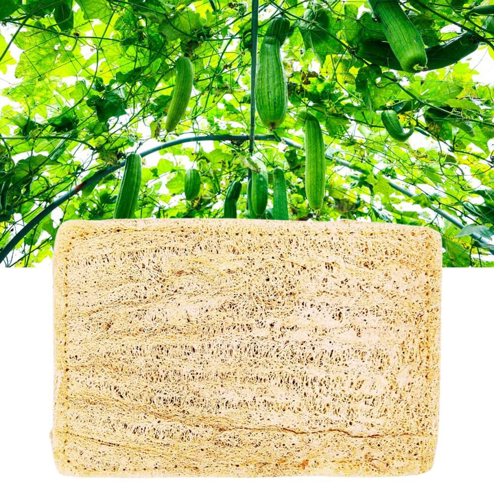 Natural Sun-Dried Loofah